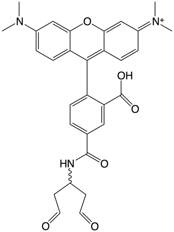 AY Rhodamine